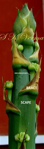  Scape bearing bracts and young inflorescences